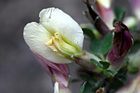 Cytisus triflorus Cytisus triflorus